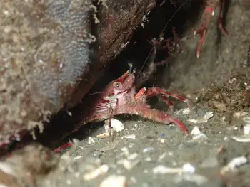 Squat Lobster