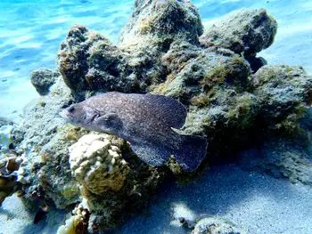 greater soapfish