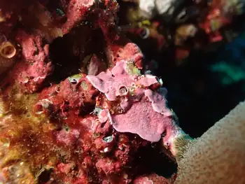 Encrusting Corraline Algae