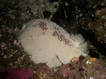 Freckled Pale Sea Lemon