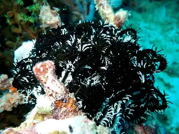 Noble Feather Star