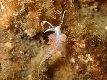 Three Lined Nudibranch