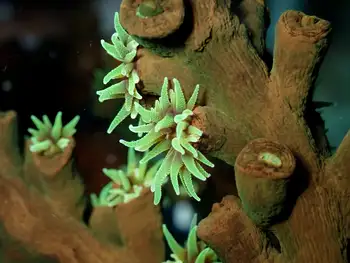 Coral