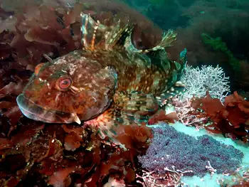Cabezon Sculpin