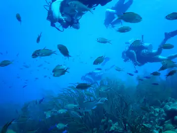 Fish
