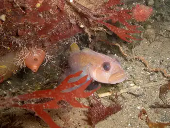 Blackeye Goby