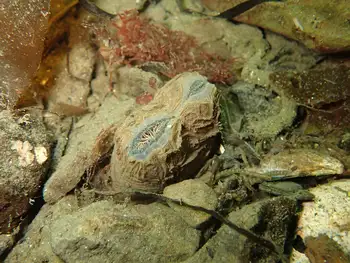 Geoduck Clam