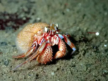 Blackeyed Hermit Crab