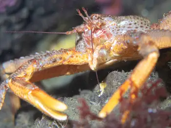scaled crab