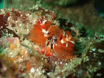 Feather Duster Worms