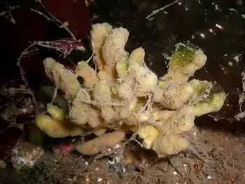 Tough Yellow Branching Sponge