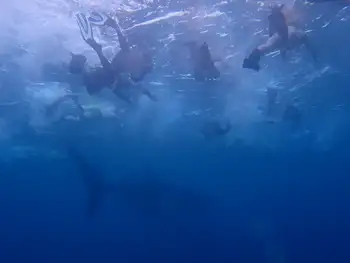 Whale Shark