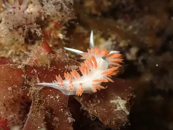 Three Lined Nudibranch