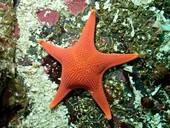 Vermilion Star