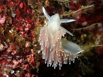 Red Flabellina Nudibranch