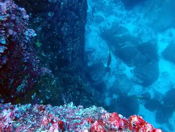 reef