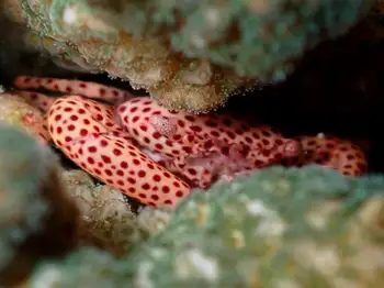 rust spotted coral crab