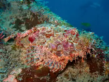 bearded scorpion fish