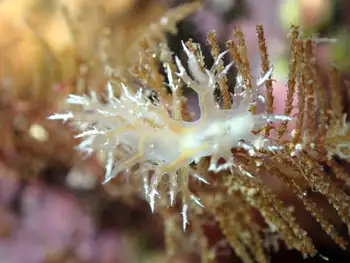 dall's dendronotid
