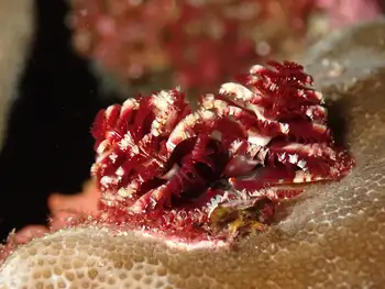 Feather Duster Worms