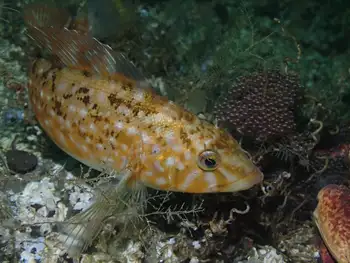 Eggs Whitespotted Greenling and Whitespotted Greenlin