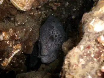 Wolf Eel