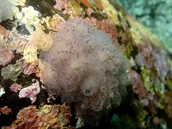 Compound Tunicate