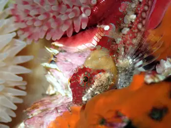 Smoothhead Sculpin
