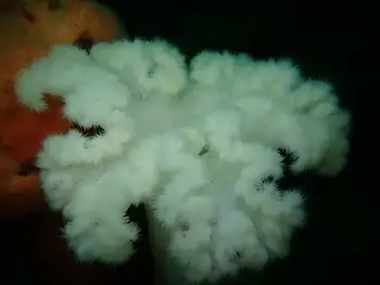 Metridium Anemone