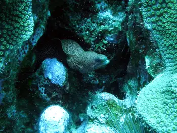 Spotted Moray Eel
