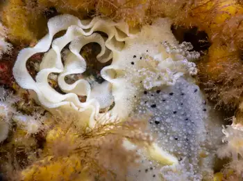 freckled pale sea lemon
