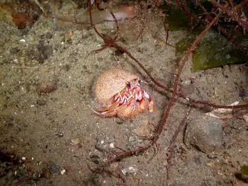 Blackeyed Hermit Crab