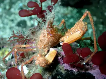 Longhorn Decorator Crab