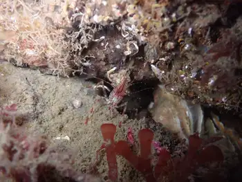 Coonstripe Shrimp