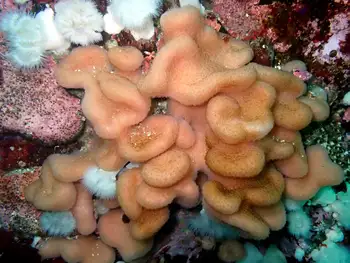 Sponge