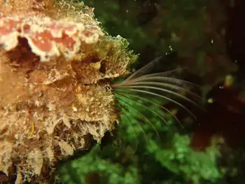Giant Acorn Barnacle