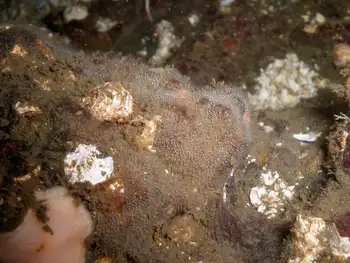 Spider Web Hydroids