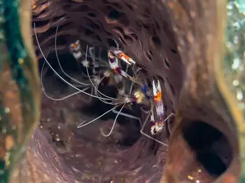 Banded Coral Shrimp