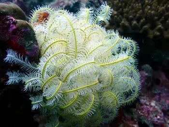 Noble Feather Star