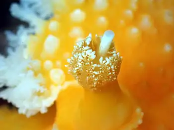 Orange Peel Nudibranch