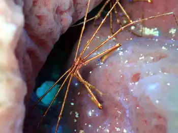 Arrow Crab