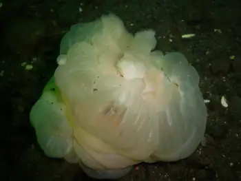 Metridium Anemone