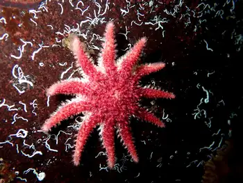Rose Star