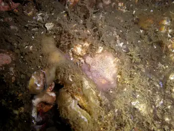 encrusting bryozoan