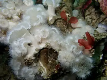 Short Plumose Anemones