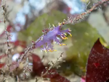 Multicolor Dendronotid