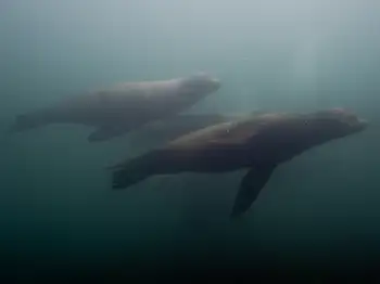 California Sea Lions