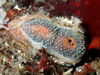 Clam