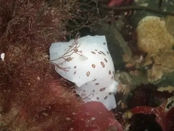 Leopard Nudibranch