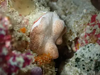 Coral
